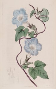 Ipomoea hederacea